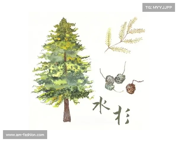 活化石树种的悠久历史与生态意义探索 活化石树种的悠久历史与生态意义探索