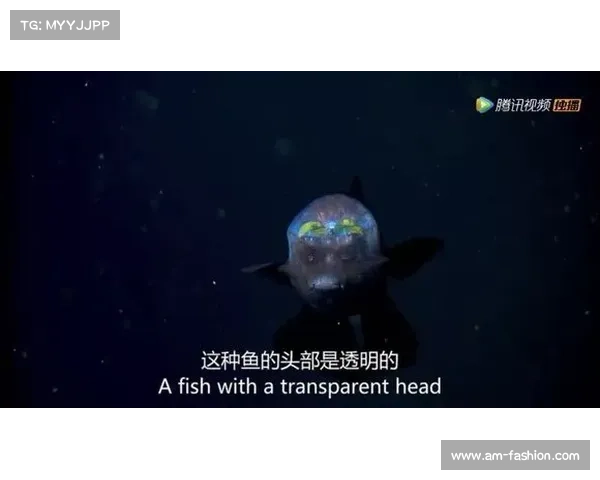 数字世界的漫游指南:从蜻蜓点水到深海探秘的网络探索之旅 数字世界的漫游指南:从蜻蜓点水到深海探秘的网络探索之旅